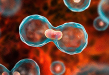 Y Health: Gene-based blood test may help predict early signs of cancer’s return