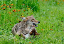 Coyote pupping season in Brampton; tips to keep residents and family pets safe